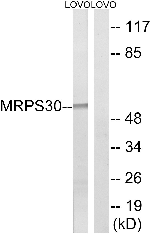 MRPS30 Antibody - Western blot analysis of lysates from LOVO cells, using MRPS30 Antibody. The lane on the right is blocked with the synthesized peptide.