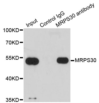 MRPS30 Antibody - Immunoprecipitation analysis of 200ug extracts of HepG2 cells.