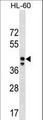 MRPS31 Antibody - MRPS31 Antibody western blot of HL-60 cell line lysates (35 ug/lane). The MRPS31 antibody detected the MRPS31 protein (arrow).