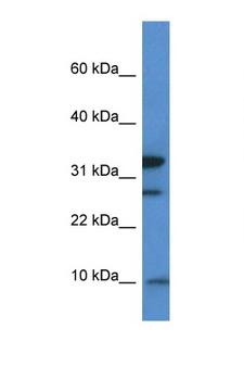 MRPS33 Antibody - MRPS33 antibody Western blot of Mouse Thymus lysate. Antibody concentration 1 ug/ml. This image was taken for the unconjugated form of this product. Other forms have not been tested.