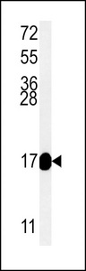 MRPS33 Antibody - Western blot of RT33 Antibody in mouse kidney tissue lysates (35 ug/lane). RT33 (arrow) was detected using the purified antibody.