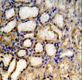 MRPS33 Antibody - RT33 Antibody IHC of formalin-fixed and paraffin-embedded mouse kidney tissue followed by peroxidase-conjugated secondary antibody and DAB staining.