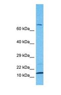 MRPS33 Antibody - Western blot of RT33 Antibody with human U937 Whole Cell lysate.  This image was taken for the unconjugated form of this product. Other forms have not been tested.