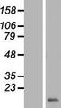 MRPS33 Protein - Western validation with an anti-DDK antibody * L: Control HEK293 lysate R: Over-expression lysate