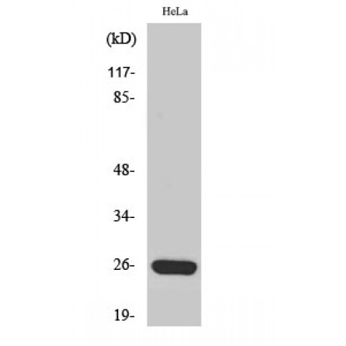 MRPS34 Antibody - Western blot of MRP-S34 antibody