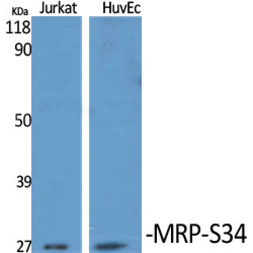 MRPS34 Antibody - Western blot of MRP-S34 antibody