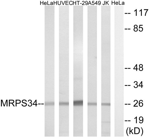 MRPS34 Antibody - Western blot analysis of lysates from HeLa, HUVEC, HT-29, A549, and Jurkat cells, using MRPS34 Antibody. The lane on the right is blocked with the synthesized peptide.