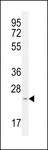 MRPS34 Antibody - RT34 Antibody western blot of mouse Neuro-2a cell line lysates (35 ug/lane). The RT34 antibody detected the RT34 protein (arrow).