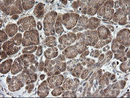 MRPS34 Antibody - IHC of paraffin-embedded Human pancreas tissue using anti-MRPS34 mouse monoclonal antibody.