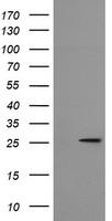 MRPS34 Antibody - HEK293T cells were transfected with the pCMV6-ENTRY control (Left lane) or pCMV6-ENTRY MRPS34 (Right lane) cDNA for 48 hrs and lysed. Equivalent amounts of cell lysates (5 ug per lane) were separated by SDS-PAGE and immunoblotted with anti-MRPS34.
