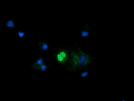 MRPS34 Antibody - Anti-MRPS34 mouse monoclonal antibody immunofluorescent staining of COS7 cells transiently transfected by pCMV6-ENTRY MRPS34.