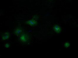 MRPS34 Antibody - Anti-MRPS34 mouse monoclonal antibody immunofluorescent staining of COS7 cells transiently transfected by pCMV6-ENTRY MRPS34.