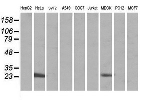 MRPS34 Antibody - Western blot of extracts (35 ug) from 9 different cell lines by using g anti-MRPS34 monoclonal antibody (HepG2: human; HeLa: human; SVT2: mouse; A549: human; COS7: monkey; Jurkat: human; MDCK: canine; PC12: rat; MCF7: human).