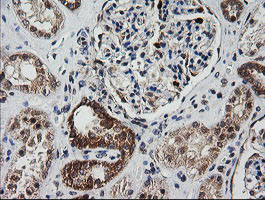 MRPS34 Antibody - IHC of paraffin-embedded Human Kidney tissue using anti-MRPS34 mouse monoclonal antibody.