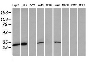 MRPS34 Antibody - Western blot of extracts (35 ug) from 9 different cell lines by using g anti-MRPS34 monoclonal antibody (HepG2: human; HeLa: human; SVT2: mouse; A549: human; COS7: monkey; Jurkat: human; MDCK: canine; PC12: rat; MCF7: human).
