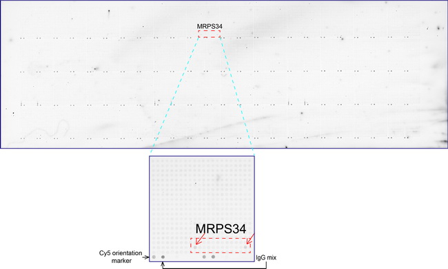 MRPS34 Antibody - OriGene overexpression protein microarray chip was immunostained with UltraMAB anti-MRPS34 mouse monoclonal antibody. The positive reactive proteins are highlighted with two red arrows in the enlarged subarray. All the positive controls spotted in this subarray are also labeled for clarification.