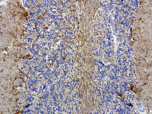 MRPS34 Antibody - Immunohistochemical staining of paraffin-embedded human brain using anti-MRPS34 clone UMAB125 mouse monoclonal antibody at 1:200 dilution 1mg/mL and detection with Polink2 Broad HRP DAB.requires heat-induced epitope retrieval with citrate pH6.0 in a presure cooker for 3 minutes at 110C. The image shows membranous and cytoplasmic staining in .