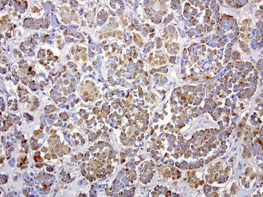 MRPS34 Antibody - Immunohistochemical staining of paraffin-embedded human pituitary using anti-MRPS34 clone UMAB125 mouse monoclonal antibody at 1:200 dilution 1mg/mL and detection with Polink2 Broad HRP DAB.requires heat-induced epitope retrieval with citrate pH6.0 in a presure cooker for 3 minutes at 110C. The image shows membranous and cytoplasmic staining in breast epithelia cells.