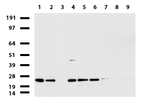 MRPS34 Antibody - Western blot of cell lysates. (35ug) from 9 different cell lines. (1: HepG2, 2: HeLa, 3: SV-T2, 4: A549. 5: COS7, 6: Jurkat, 7: MDCK, 8: PC-12, 9: MCF7).