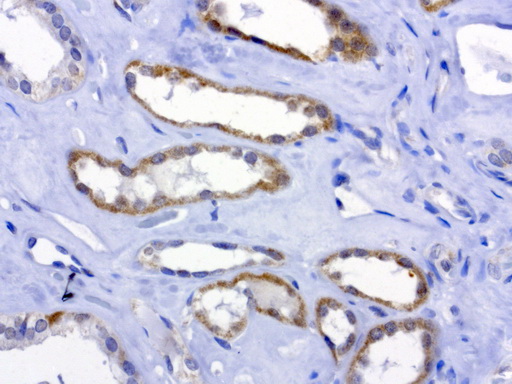 MRPS34 Antibody - Immunohistochemical staining of paraffin-embedded human kidney normal adjacent using anti-MRPS34 clone UMAB125 mouse monoclonal antibody at 1:200 dilution 1mg/mL and detection with Polink2 Broad HRP DAB.requires heat-induced epitope retrieval with citrate pH6.0 in a presure cooker for 3 minutes at 110C. The image shows membranous and cytoplasmic staining in the normal kidney epithelia cells.