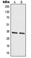 MRPS35 Antibody - Western blot analysis of MRPS35 expression in A549 (A); HeLa (B) whole cell lysates.