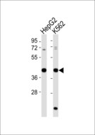 MRPS35 Antibody - All lanes : Anti-MRPS35 Antibody at 1:1000 dilution Lane 1: HepG2 whole cell lysates Lane 2: K562 whole cell lysates Lysates/proteins at 20 ug per lane. Secondary Goat Anti-Rabbit IgG, (H+L),Peroxidase conjugated at 1/10000 dilution Predicted band size : 37 kDa Blocking/Dilution buffer: 5% NFDM/TBST.