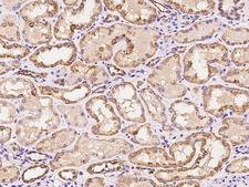 MRPS35 Antibody - Immunochemical staining of human MRPS35 in human kidney with rabbit polyclonal antibody at 1:100 dilution, formalin-fixed paraffin embedded sections.