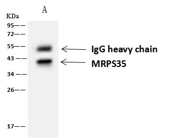 MRPS35 Antibody - MRPS35 was immunoprecipitated using: Lane A: 0.5 mg A549 Whole Cell Lysate. 4 uL anti-MRPS35 rabbit polyclonal antibody and 60 ug of Immunomagnetic beads Protein A/G. Primary antibody: Anti-MRPS35 rabbit polyclonal antibody, at 1:100 dilution. Secondary antibody: Goat Anti-Rabbit IgG (H+L)/HRP at 1/10000 dilution. Developed using the ECL technique. Performed under reducing conditions. Predicted band size: 37 kDa. Observed band size: 37 kDa.