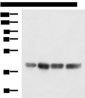 MRPS35 Antibody - Western blot analysis of LOVO K562 Jurkat and Hela cell lysates  using MRPS35 Polyclonal Antibody at dilution of 1:900