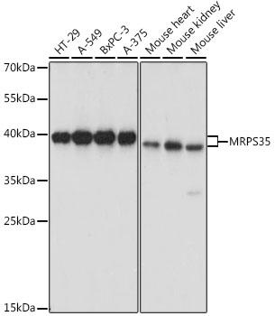 MRPS35 Antibody - Western blot analysis of extracts of various cell lines using MRPS35 Polyclonal Antibody at dilution of 1:1000.