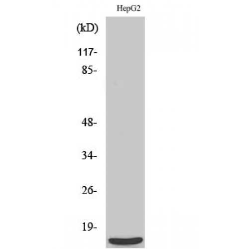 MRPS36 Antibody - Western blot of MRP-S36 antibody