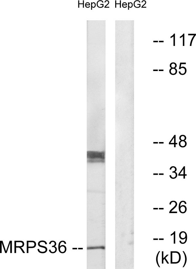 MRPS36 Antibody - Western blot analysis of lysates from HepG2 cells, using MRPS36 Antibody. The lane on the right is blocked with the synthesized peptide.