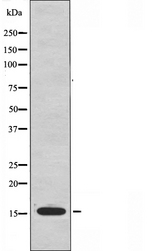 MRPS36 Antibody - Western blot analysis of extracts of HepG2 cells using MRPS36 antibody.