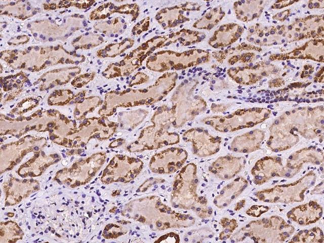 MRPS36 Antibody - Immunochemical staining of human MRPS36 in human kidney with rabbit polyclonal antibody at 1:100 dilution, formalin-fixed paraffin embedded sections.