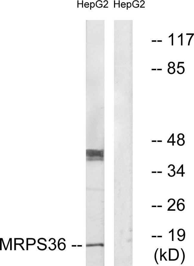 MRPS36 Antibody - Western blot analysis of extracts from HepG2 cells, using MRPS36 antibody.