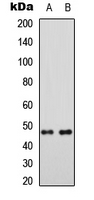 MRPS5 Antibody - Western blot analysis of MRPS5 expression in HEK293T (A); Raw264.7 (B) whole cell lysates.