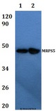 MRPS5 Antibody - Western blot of MRPS5 antibody at 1:500 dilution. Lane 1: HEK293T whole cell lysate. Lane 2: RAW264.7 whole cell lysate.