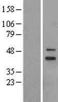 MRPS5 Protein - Western validation with an anti-DDK antibody * L: Control HEK293 lysate R: Over-expression lysate