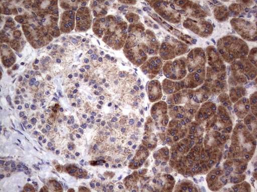 MRPS7 Antibody - Immunohistochemical staining of paraffin-embedded Human pancreas tissue using anti-MRPS7 mouse monoclonal antibody.  heat-induced epitope retrieval by 1 mM EDTA in 10mM Tris, pH9.0, 120C for 3min)