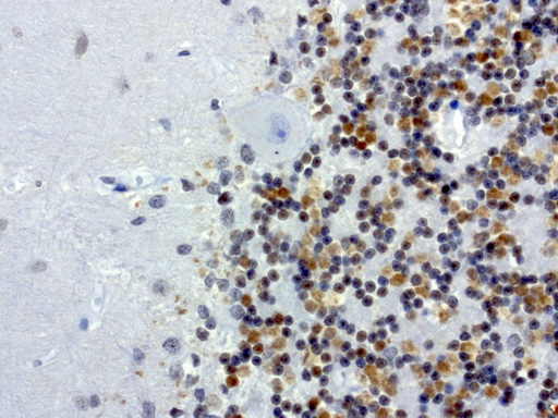 MRPS7 Antibody - Immunohistochemical staining of paraffin-embedded human normal brain using anti-MRPS7 clone UMAB156 mouse monoclonal antibody at 1:200 dilution 1mg/mL and detection with Polink2 Broad HRP DAB.requires heat-induced epitope retrieval with citrate pH6.0 in a presure cooker for 3 minutes at 110C.