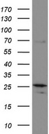 MRPS7 Antibody - Western blot analysis of HCT116 cell lysate. (35ug) by using anti-MRPS7 monoclonal antibody.