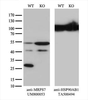 MRPS7 Antibody - Equivalent amounts of cell lysates  and MRPS7-Knockout HeLa cells  were separated by SDS-PAGE and immunoblotted with anti-MRPS7 monoclonal antibody. Then the blotted membrane was stripped and reprobed with anti-HSP90 antibody as a loading control.