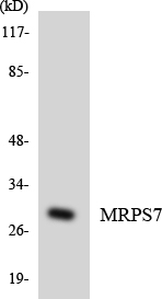 MRPS7 Antibody - Western blot analysis of the lysates from HeLa cells using MRPS7 antibody.