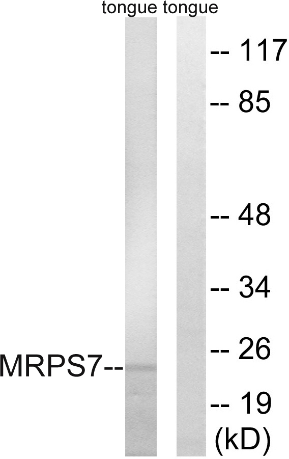 MRPS7 Antibody - Western blot analysis of lysates from rat tongue cells, using MRPS7 Antibody. The lane on the right is blocked with the synthesized peptide.
