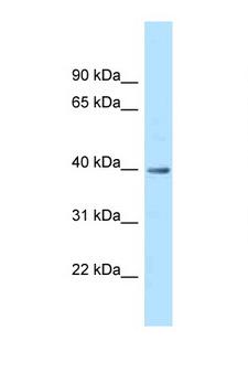 MRPS9 Antibody - MRPS9 antibody Western blot of Fetal Heart lysate. Antibody concentration 1 ug/ml.  This image was taken for the unconjugated form of this product. Other forms have not been tested.