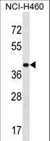 MRPS9 Antibody - MRPS9 Antibody western blot of NCI-H460 cell line lysates (35 ug/lane). The MRPS9 antibody detected the MRPS9 protein (arrow).
