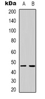 MRPS9 Antibody - Western blot analysis of MRPS9 expression in U251 (A); A549 (B) whole cell lysates.