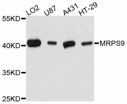 MRPS9 Antibody - Western blot analysis of extracts of various cell lines, using MRPS9 antibody at 1:3000 dilution. The secondary antibody used was an HRP Goat Anti-Rabbit IgG (H+L) at 1:10000 dilution. Lysates were loaded 25ug per lane and 3% nonfat dry milk in TBST was used for blocking. An ECL Kit was used for detection and the exposure time was 1s.