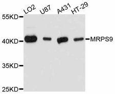 MRPS9 Antibody - Western blot analysis of extracts of various cell lines, using MRPS9 antibody at 1:3000 dilution. The secondary antibody used was an HRP Goat Anti-Rabbit IgG (H+L) at 1:10000 dilution. Lysates were loaded 25ug per lane and 3% nonfat dry milk in TBST was used for blocking. An ECL Kit was used for detection and the exposure time was 1s.