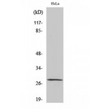 MRRF Antibody - Western blot of MRRF antibody